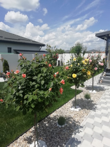 Casă pe parter, curte matură, complex liniștit – Clinceni !